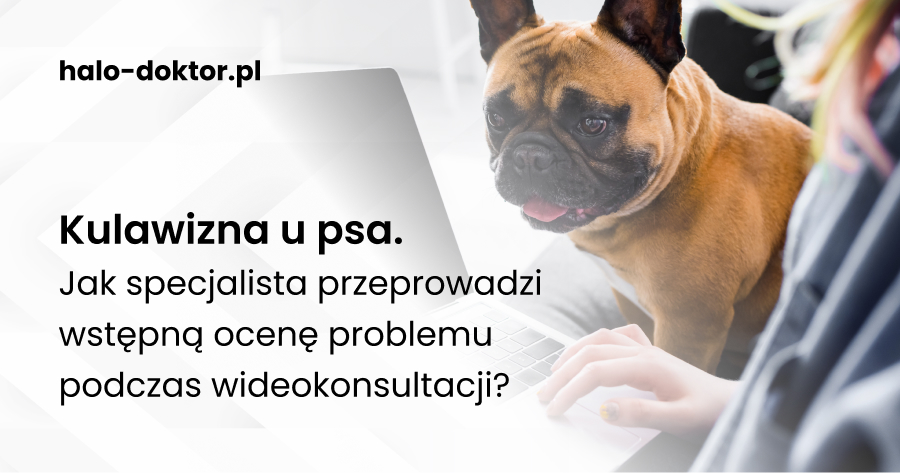 Kulawizna u psa. Jak specjalista przeprowadzi wstępną ocenę problemu podczas wideokonsultacji?