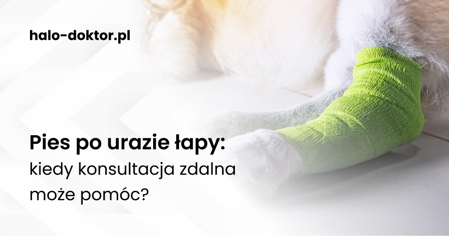 Pies po urazie łapy: kiedy konsultacja zdalna może pomóc?